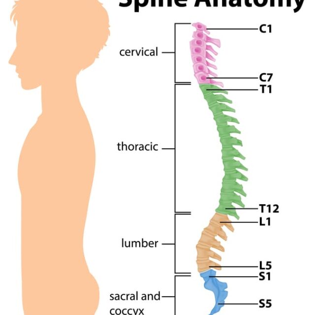 https://drmdssasidharan.com/wp-content/uploads/2024/04/spine-growth-640x640.jpg