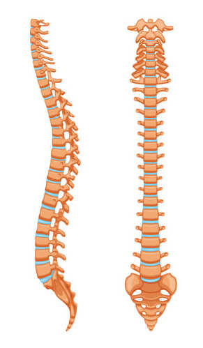 spine-vertebral https://drmdssasidharan.com/wp-content/uploads/2024/04/spine-vertebral.jpg
