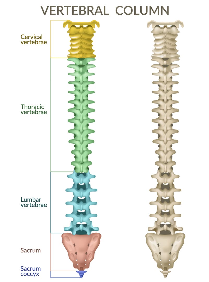 https://drmdssasidharan.com/wp-content/uploads/2024/04/vertebral-body-tethering.jpg